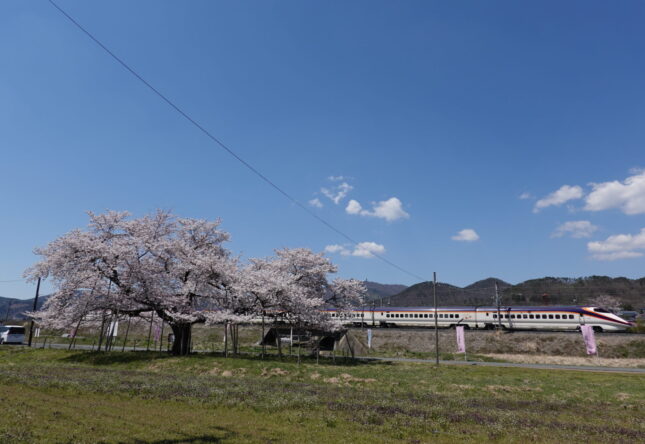 「かみのやま桜マップ」を見ながら桜の名所を巡ろう！