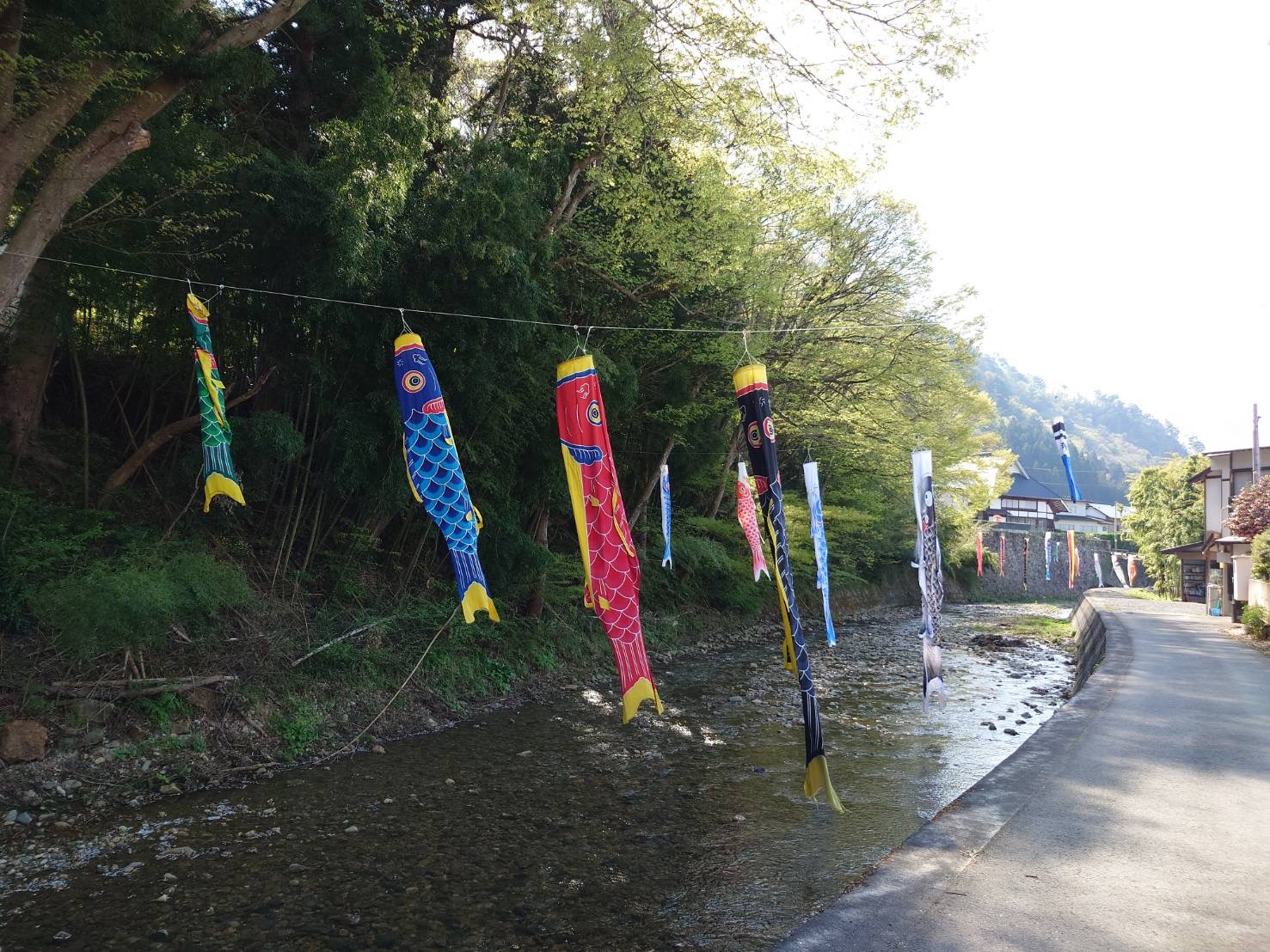 楢下宿　鯉のぼりの展示