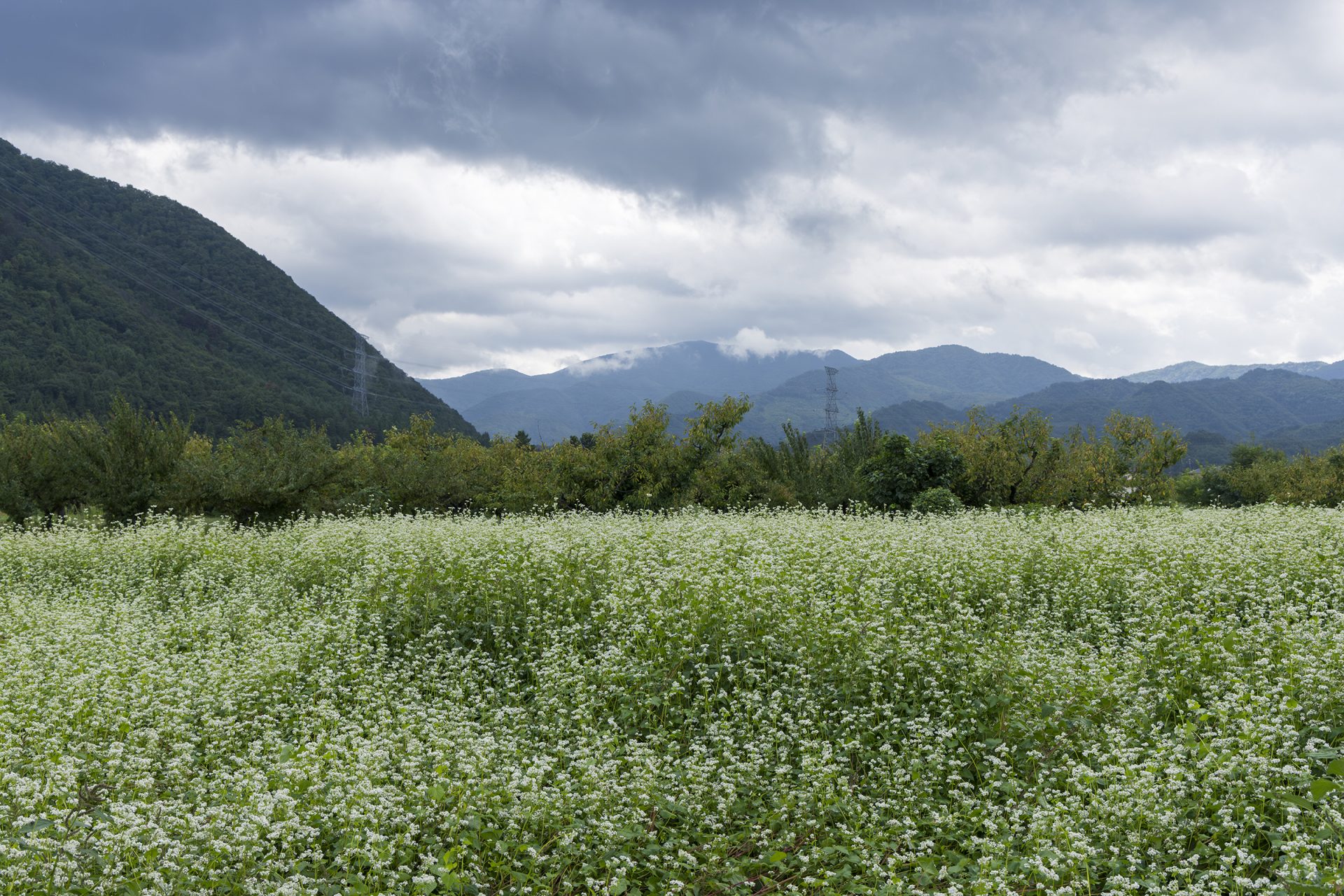 人気そば屋三代目の苦悩