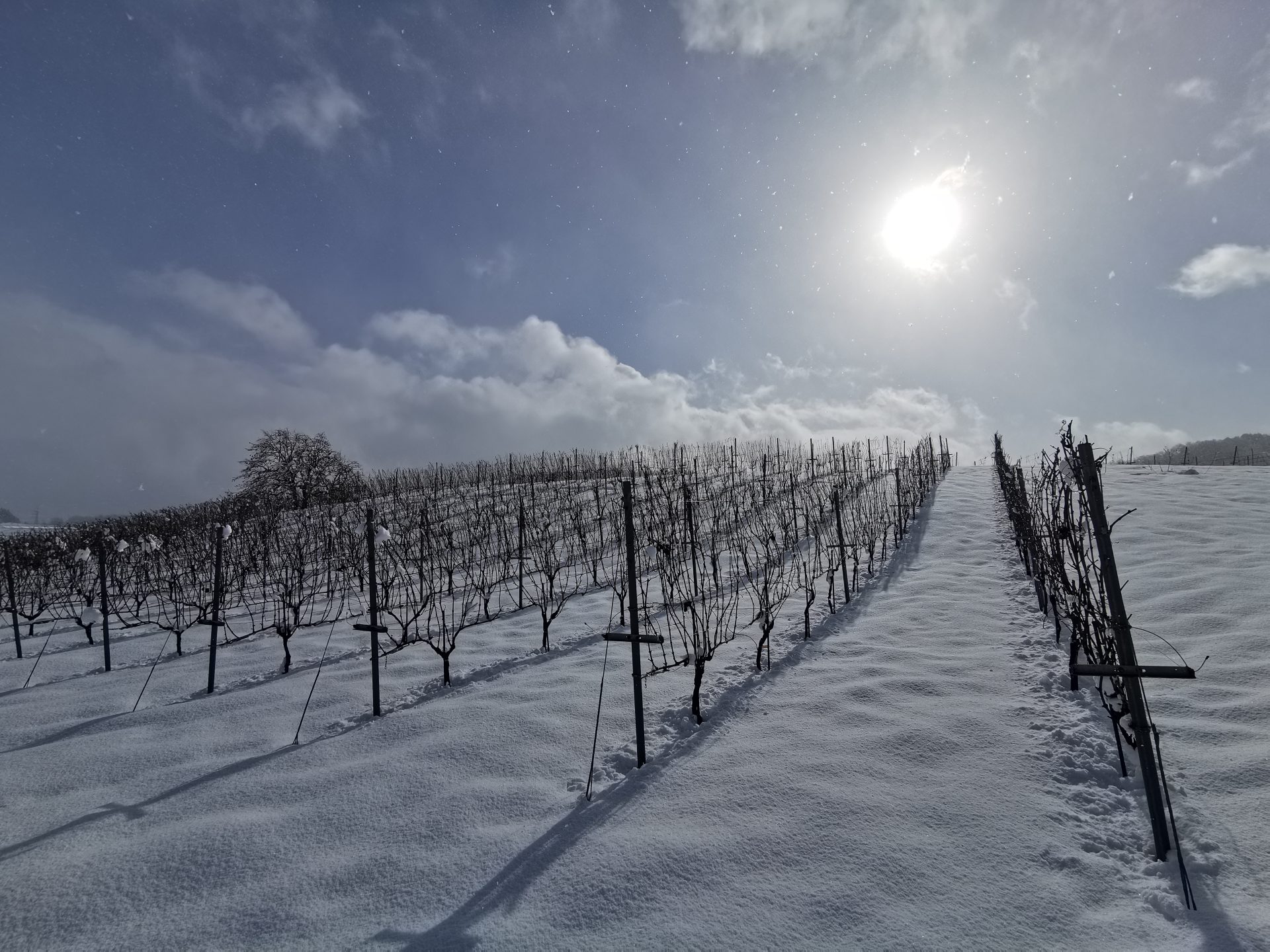 かみのやま雪のワイナリーツアー -雪に囲まれた畑で、3つの個性豊かなワイナリーを巡る贅沢な時間-