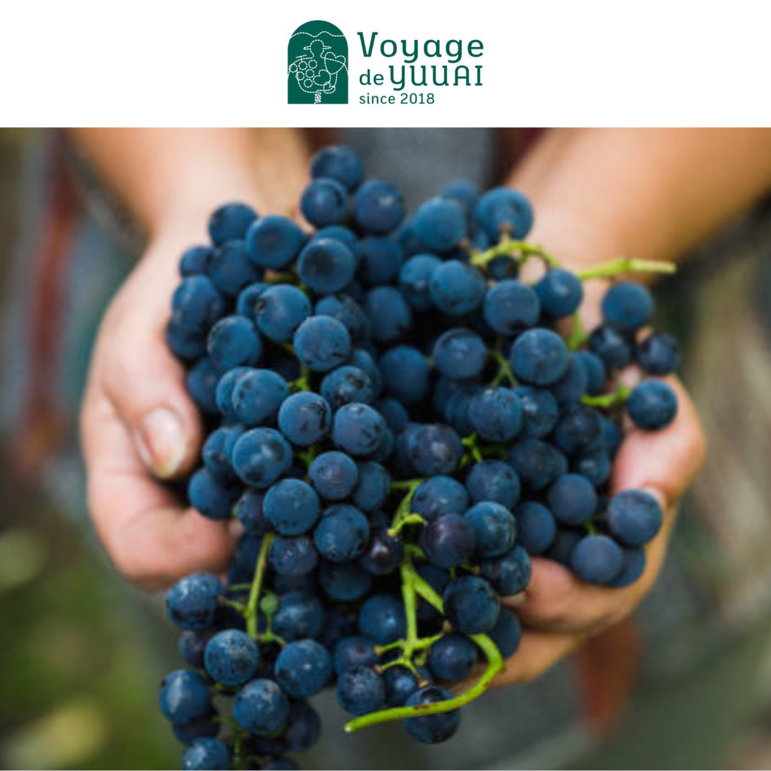 山形ワインカーヴ WINEメーカーズDAY ★Voyage de YUUAI（上山市）★